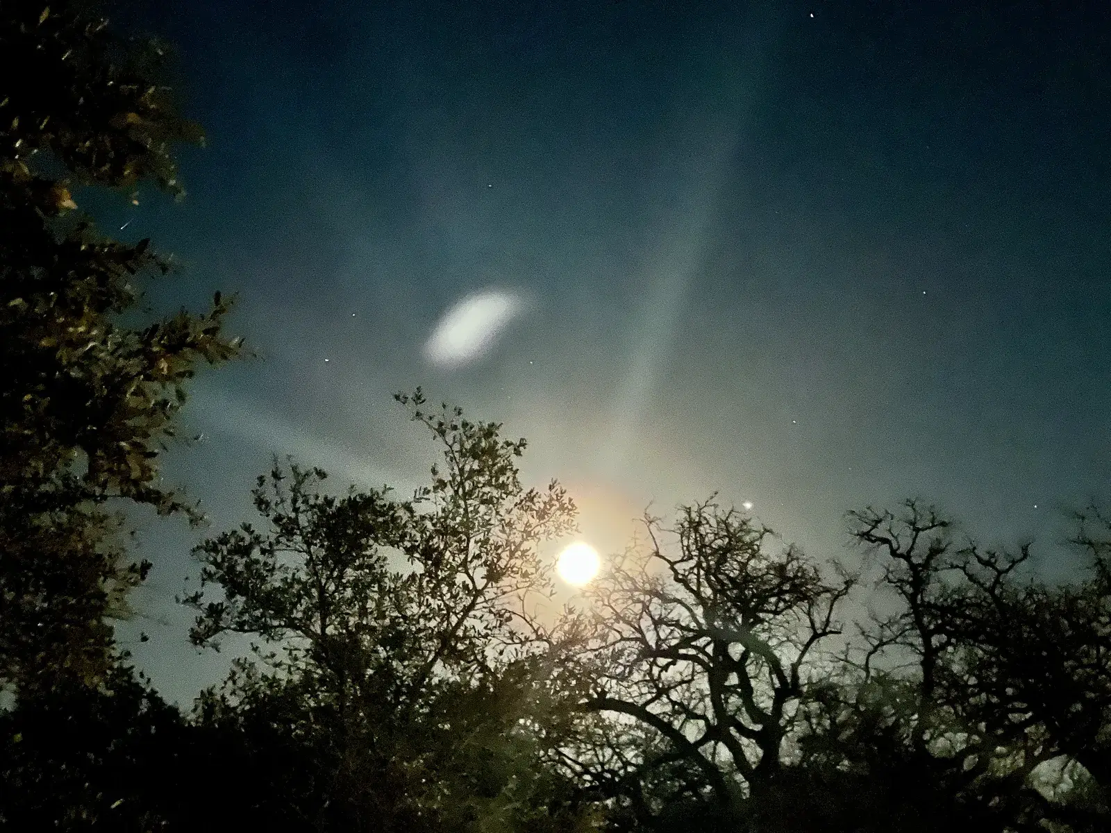Full moon over the trees at The Fox & The Owl grounds at night